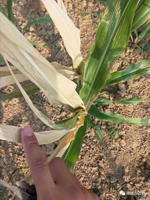 ���쵽����������ģʽ���_������(du��)������ɶΣ��������A(y��)����